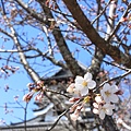 20150326-0408 Japan 092.JPG