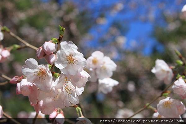 20150326-0408 Japan 012