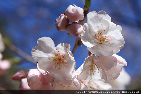 20150326-0408 Japan 013