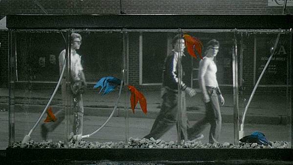 《鬥魚》Rumble Fish | 1983 | 美國 | 