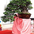 BONSAI(何國銘).jpg