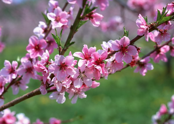 リンゴの花5.jpg リンゴの花5.jpg
