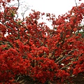 偕楽園の苔生した霧島ツツジ.jpg