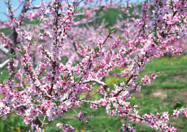 リンゴの花.jpg リンゴの花.jpg