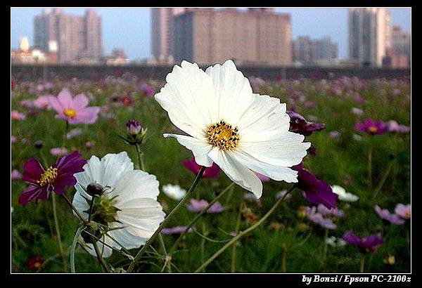 台北-二重疏洪道波斯菊1