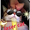 laser cat.jpg