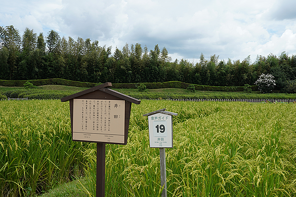 日本岡山｜探訪岡山城與日本三大名園 後樂園。一次滿足岡山市區