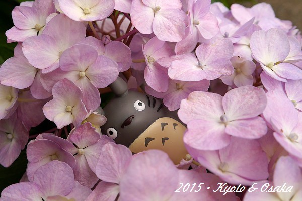 1506142藤森01.jpg 1506142藤森01.jpg