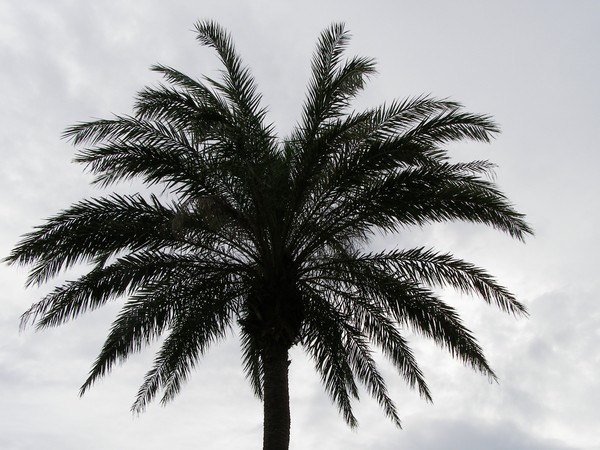 椰子樹的背光剪影