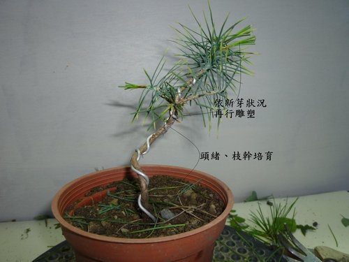 102五葉松實生三年苗塑形 雄風小品盆栽 痞客邦 102五葉松實生三年苗塑形 雄風小品盆栽 痞客邦
