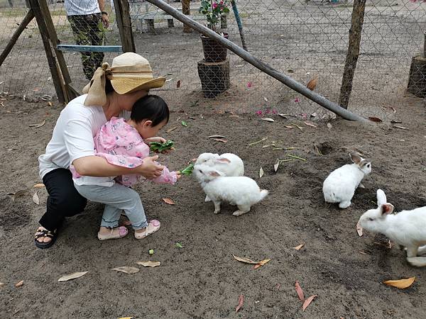 農場餵兔子