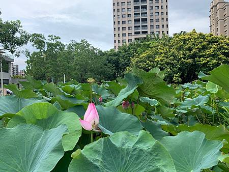 新瓦屋客家文化保存區生態荷花池