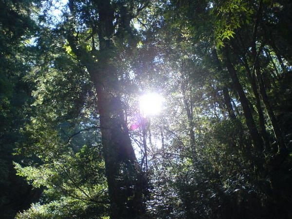 從樹林間撒下來的陽光