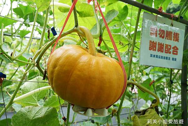 旅遊 台北21淡水南瓜隧道 絕美彩色南瓜隧道 生態之旅 Ig打卡秘境 免費參觀 莉芙小姐愛旅遊 旅行 美食 烹飪 痞客邦