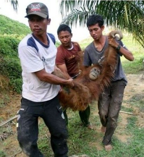 猩猩賣淫 - 印尼村民逼猩猩賣淫