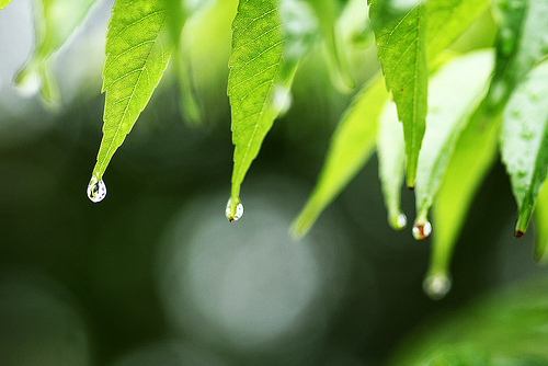 雨