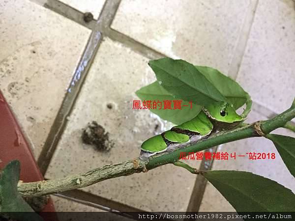 鳳蝶的寶寶專吃柑橘類葉子的蟲檸檬柚子柑仔橘子 瓜瓜營養補給ㄐㄧˇ站 痞客邦 鳳蝶的寶寶專吃柑橘類葉子的蟲檸檬柚子柑仔橘子 瓜瓜營養補給ㄐㄧˇ站 痞客邦