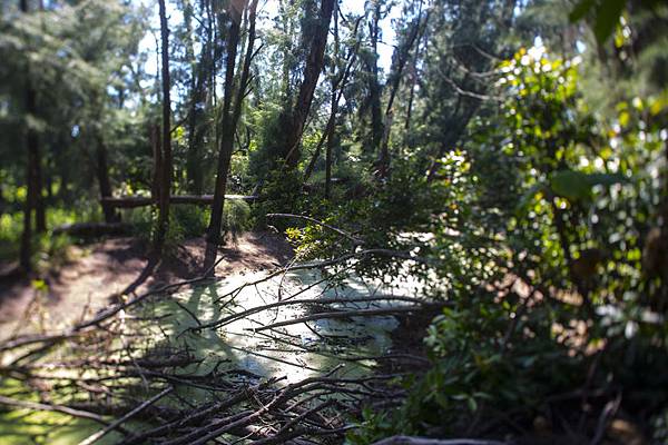 台南婚紗景點：四草防風林夢幻湖