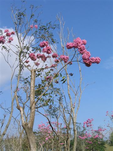 雲山水