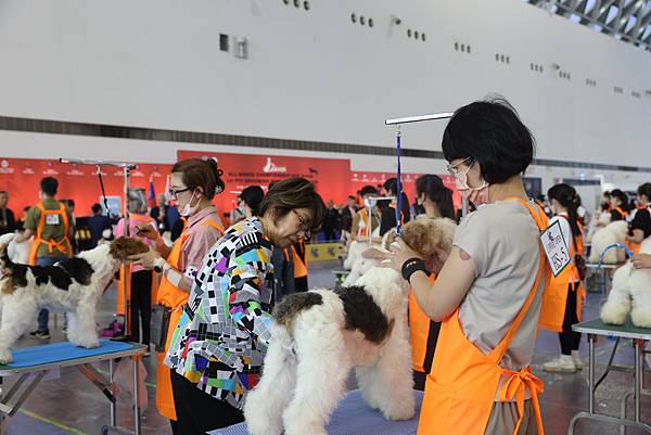 【高雄】棉花糖參加第一屆FCI寵物美容師世界挑戰賽&FCI 