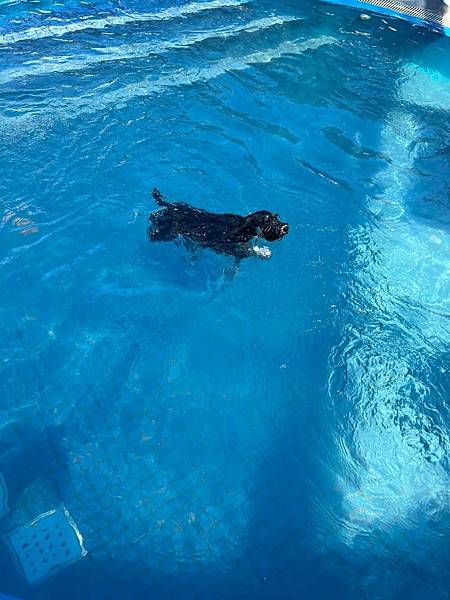 【棉花狗兒出遊去】狗老大寵物渡假會館 - 雪納瑞NICE游泳