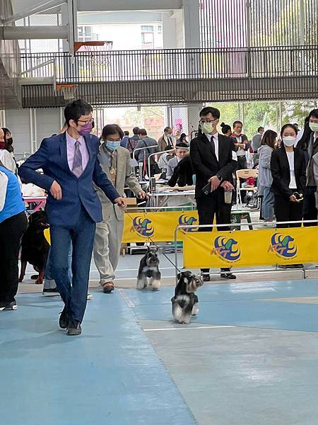 2022/3/6 KCT犬展(新竹) 雪納瑞 NICE 第二