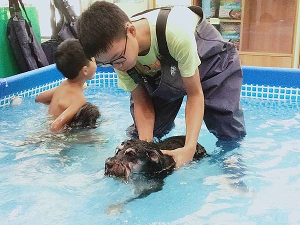 棉花狗兒玩水去~ 新北三峽寵物游泳 寵物玩水 玩得瘋寵物渡