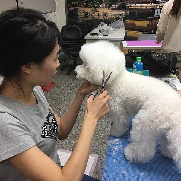 棉花糖小敏老師 於 中國科技大學推廣教育中心 居家寵物美容