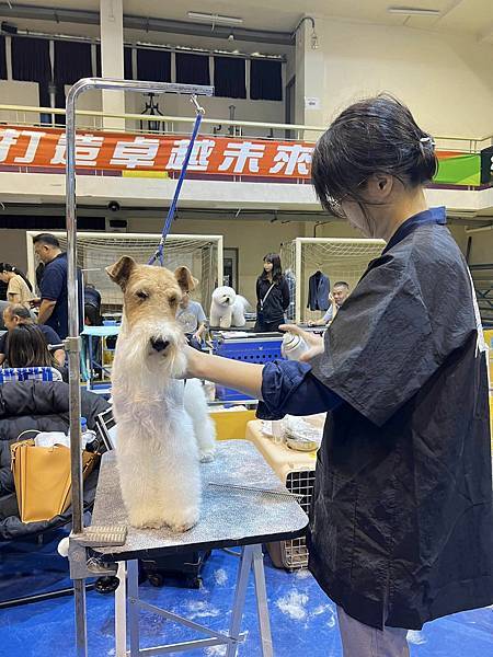 【2023.11.12 KCT台中犬展】剛毛獵狐梗（懷亞鐵利