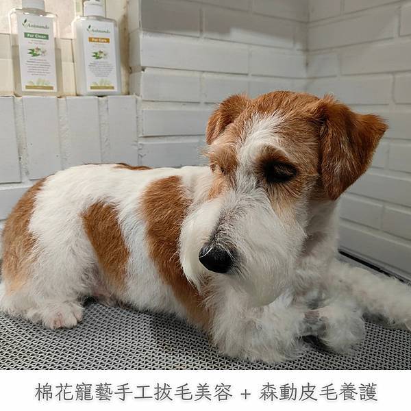 【美容作品】傑克羅素犬手工拔毛美容+森動皮毛養護