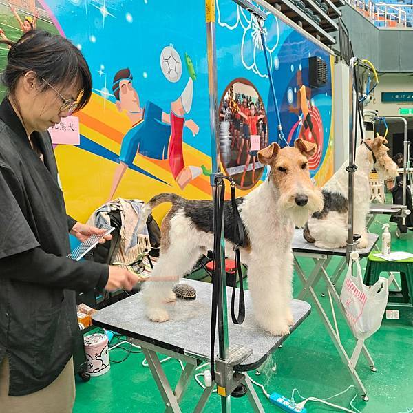 【2024/3/2 & 3/3 KCT苗栗犬展】剛毛獵狐梗C