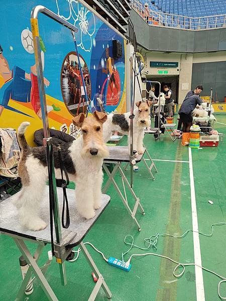 【2024/3/2 & 3/3 KCT苗栗犬展】剛毛獵狐梗C