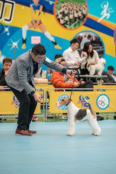 【2024/3/2 & 3/3 KCT苗栗犬展】剛毛獵狐梗C