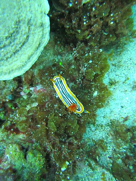 IMG_1433.JPG IMG_1433.JPG