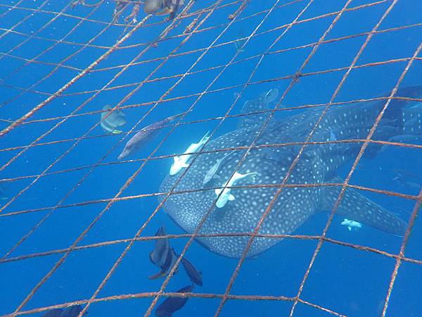 P8060196.JPG P8060196.JPG