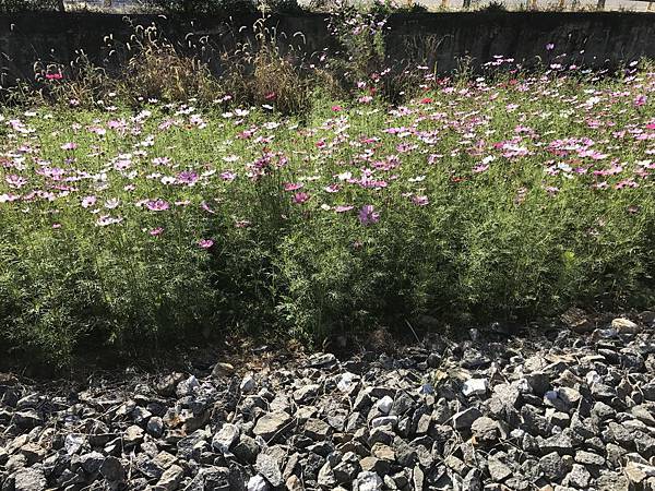 IMG_2233.JPG IMG_2233.JPG