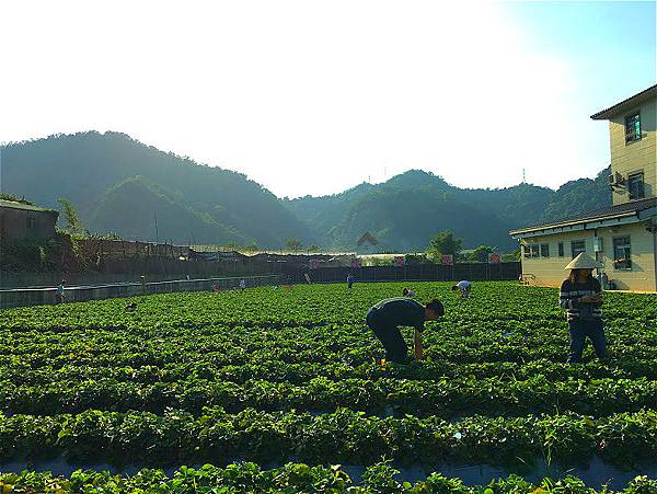 IMG_1501_meitu_5.jpg IMG_1501_meitu_5.jpg