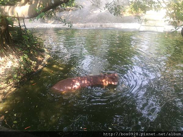 綠色動物園15.jpg