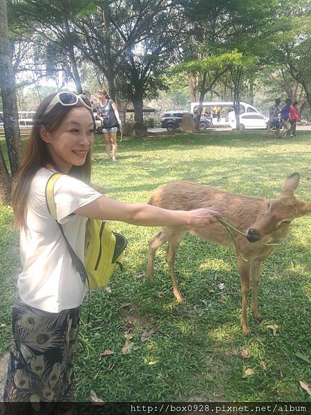 綠色動物園19.jpg