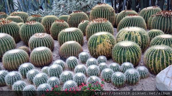 廈門植物園29.jpg