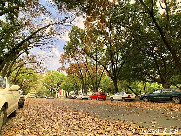 台中,中興大學,大葉桃花心木,步道,台中戶外休閒