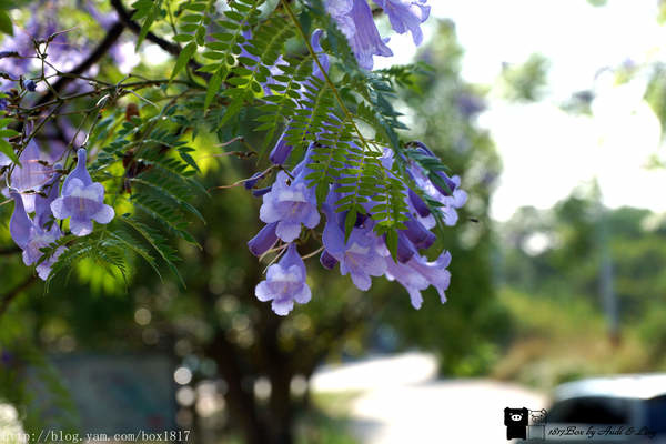 彰化市 彰化139縣道 遇見藍花楹 台灣風景 攝影紀錄 1817box部落格 痞客邦
