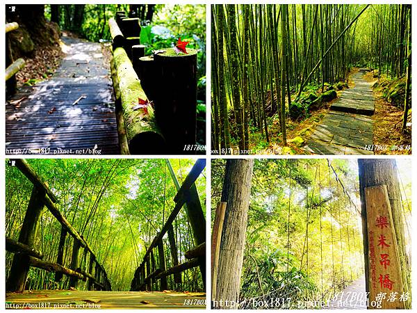 【嘉義。阿里山】迷糊步道。米洋溪步道。百年茄苳巨木。樂米吊橋