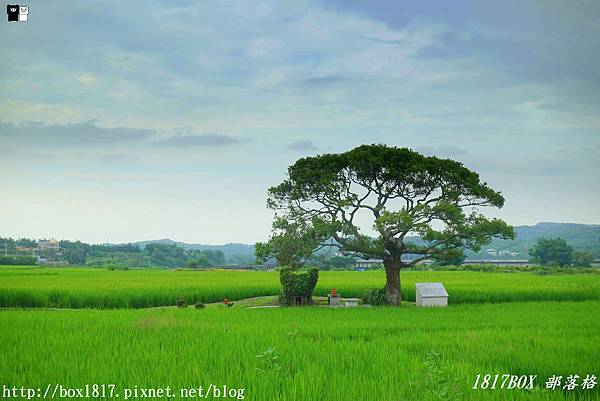 苗栗景點,銅鑼景點,龍貓,土地公,自然田園,田心伯公,打卡