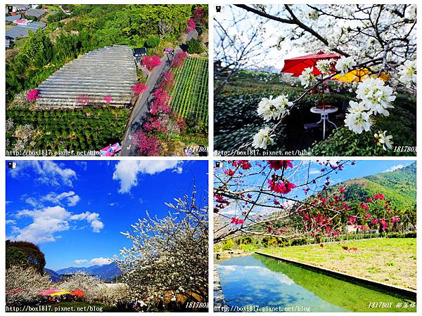 草坪頭櫻花季,玉山觀光茶園,櫻花大道,新中橫公路,桃花,李花,八重櫻,南投,信義鄉,草坪頭玉山茶園,草坪頭櫻花