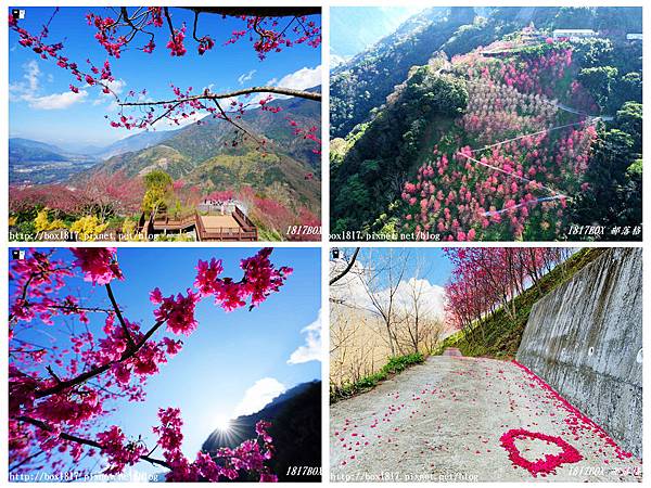 ,南投景點,望高茶園,櫻花林秘境,櫻花隧道,花季,