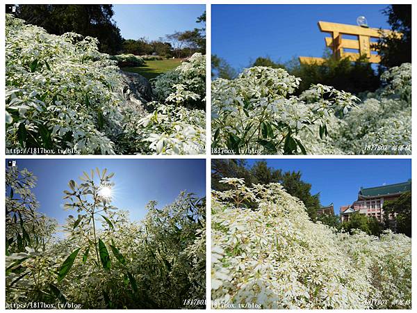 ,南投,易經大學,雪景,白雪木,花季,賞花,聖誕初雪,拍照,打卡,花海,