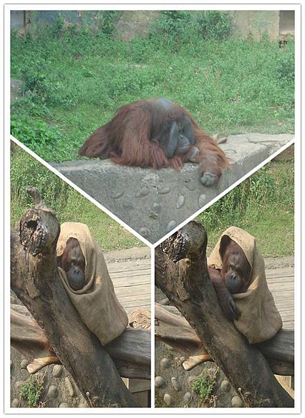 『遊記』新竹．動物園 