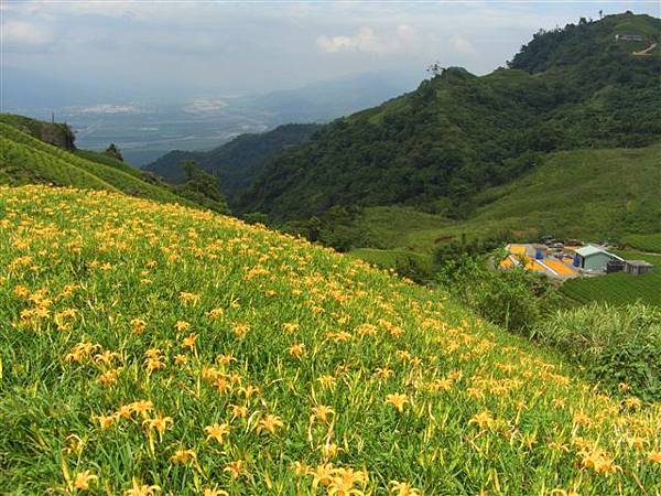 第二天 六十石山金針花4