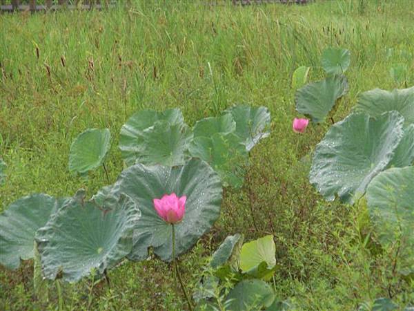 花蓮馬太鞍 254.jpg